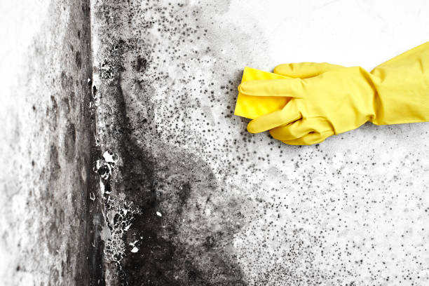 Best Residential Mold Remediation in Harbor Isle, NY