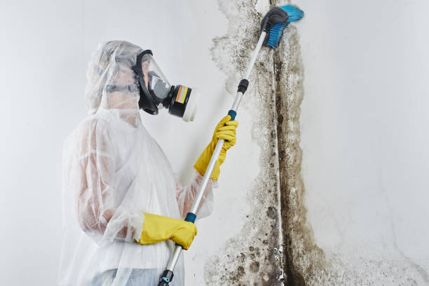 Best White Mold Remediation in Harbor Isle, NY