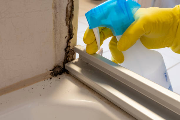 Best Residential Mold Remediation in Harbor Isle, NY