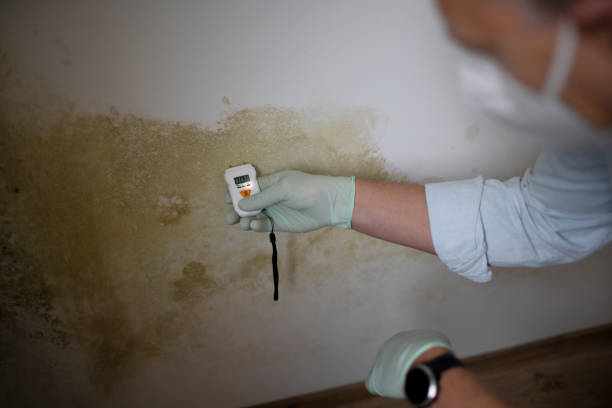 Best Insurance-Related Mold Remediation in Harbor Isle, NY