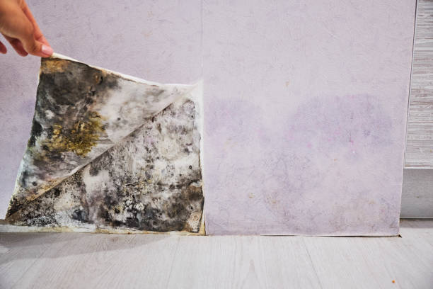 Professional Mold Remediation in Harbor Isle, NY